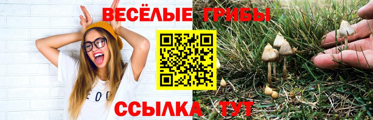 Псилоцибиновые грибы прущие грибы  Галлюциногенные грибы Psilocybine cubensis  Жуковский 